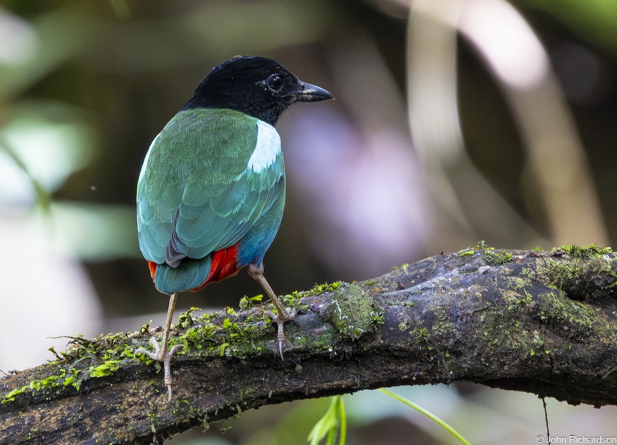 Eastern Hooded Pitta - ML651210041