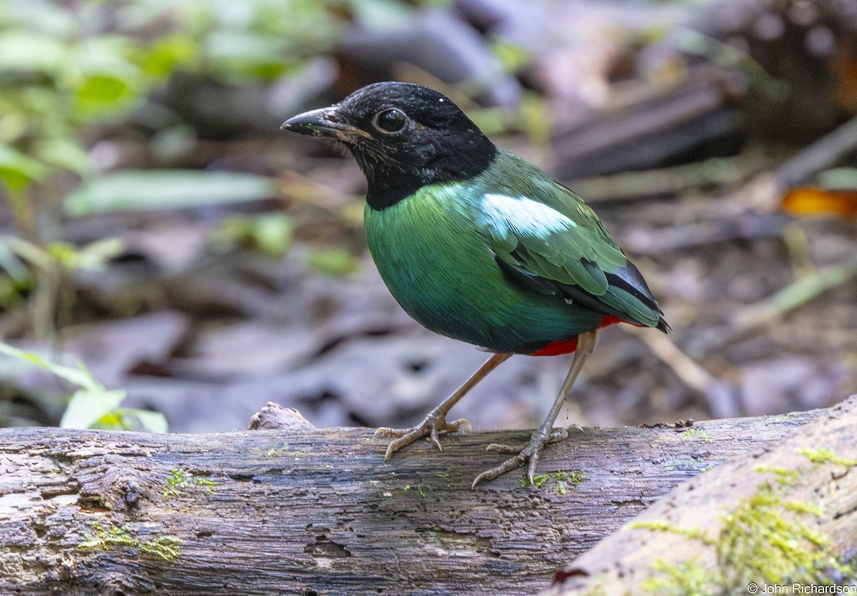 Eastern Hooded Pitta - ML651210043