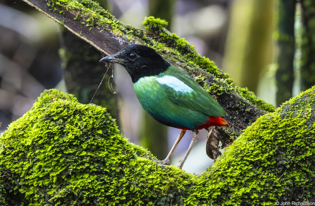 Eastern Hooded Pitta - ML651210044