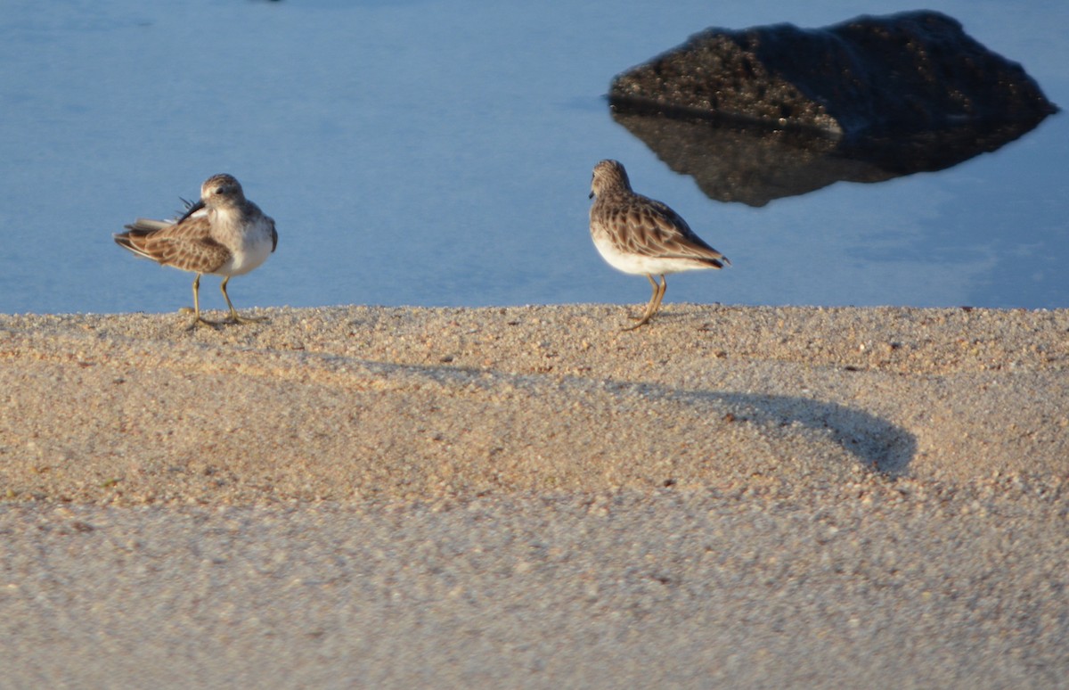 ML651210807 - Least Sandpiper - Macaulay Library