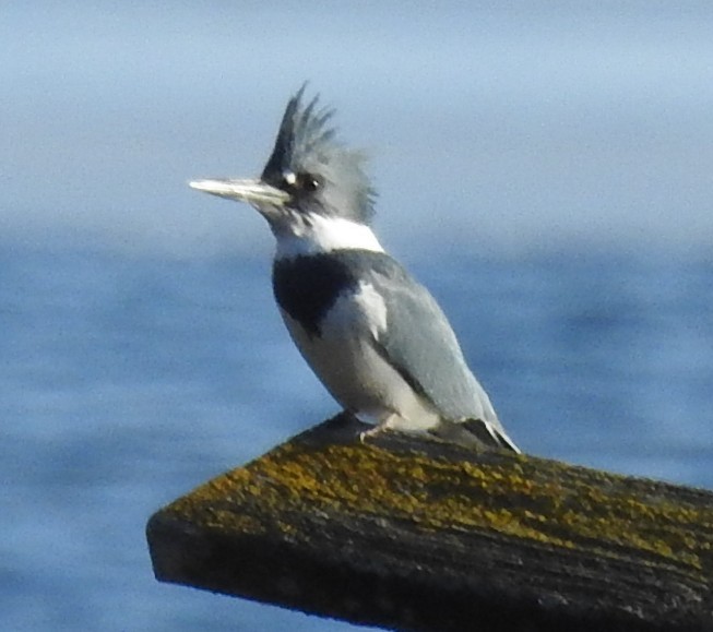 Опоясанный зимородок - ML651211462