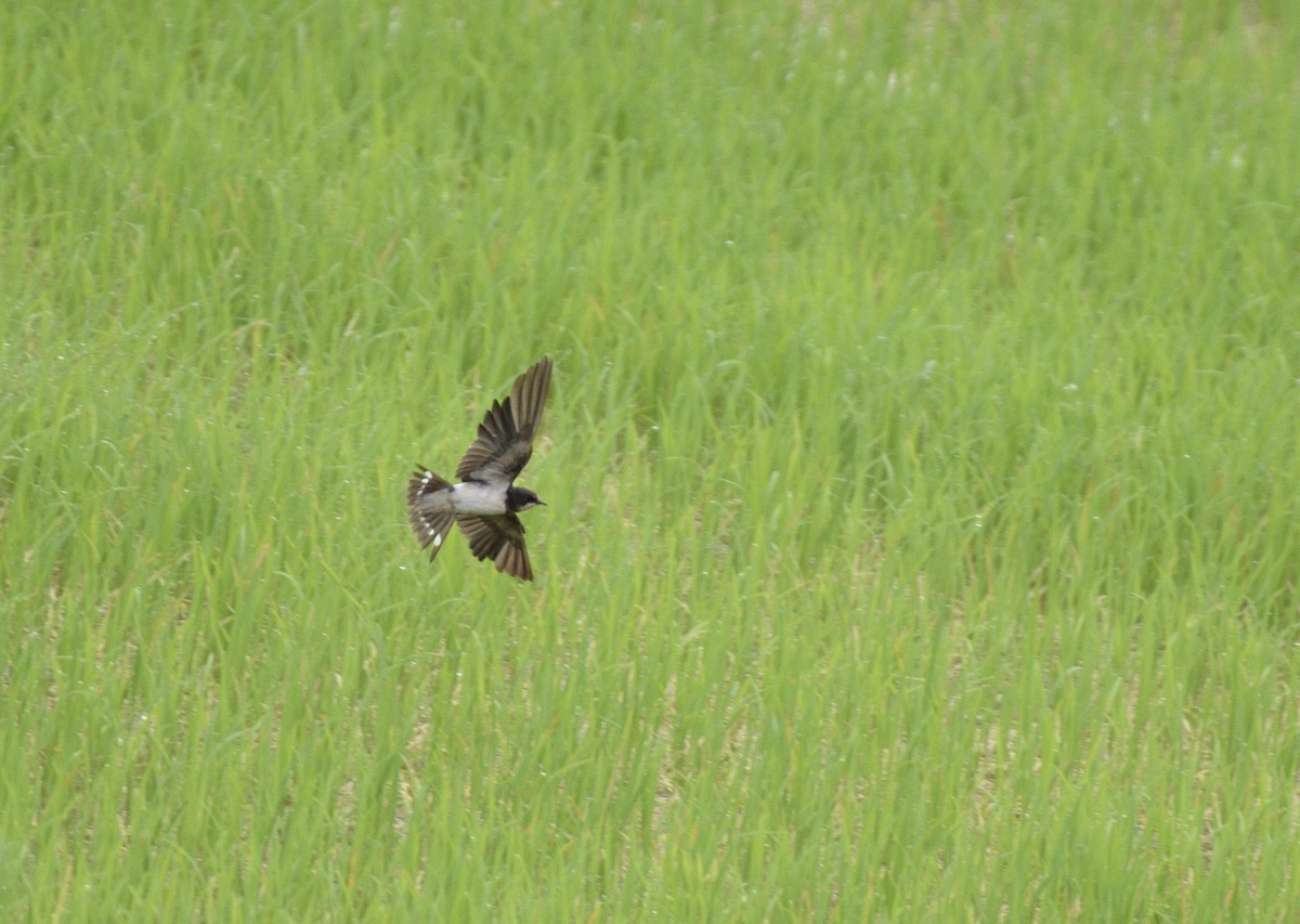 家燕 - ML651211755