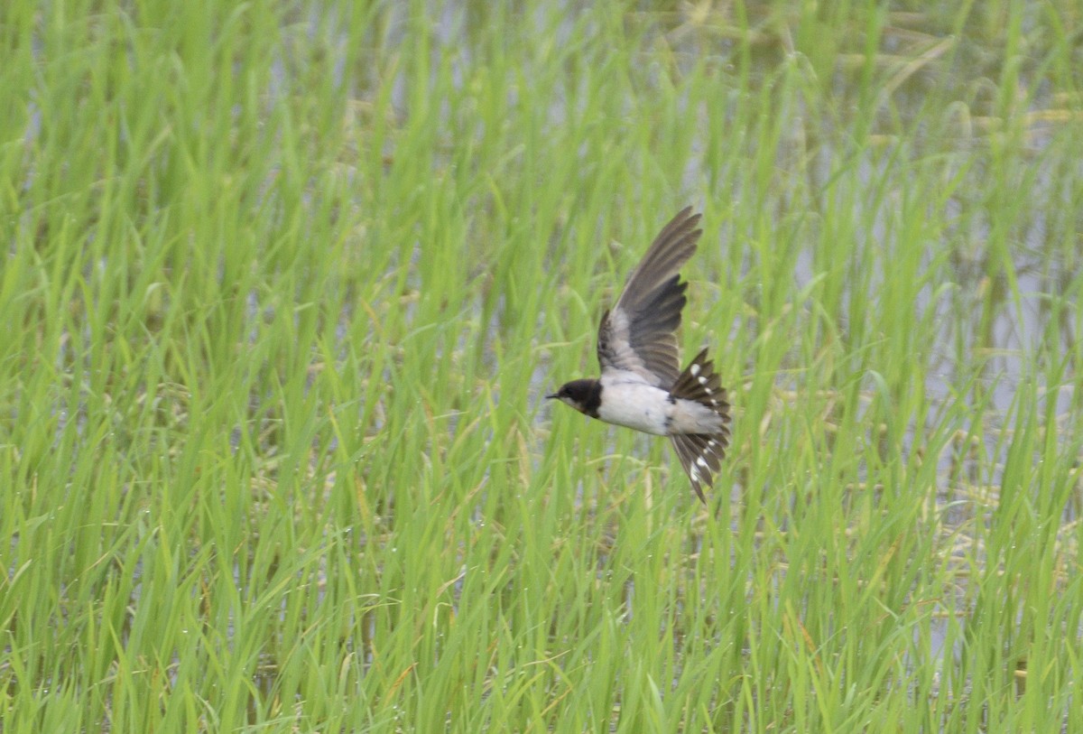 家燕 - ML651211756