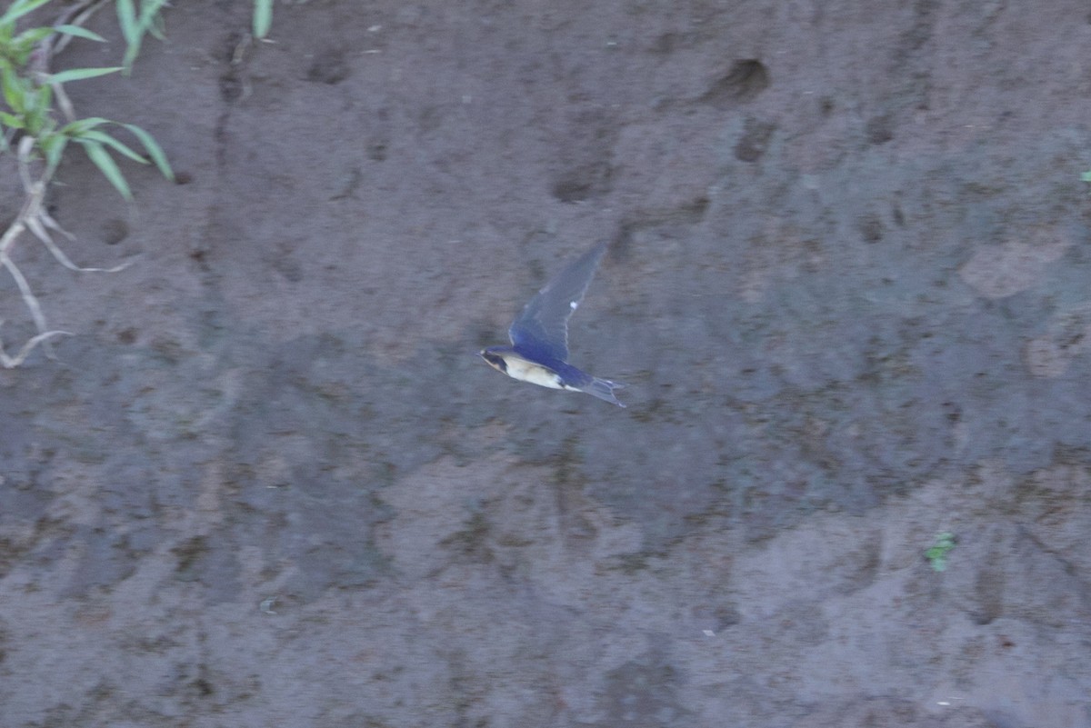 家燕 - ML651212522