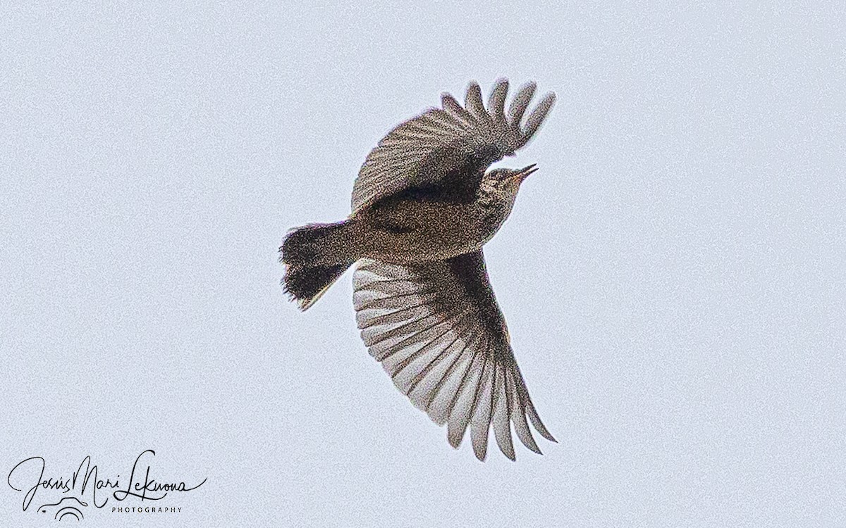 Wood Lark - ML651212815