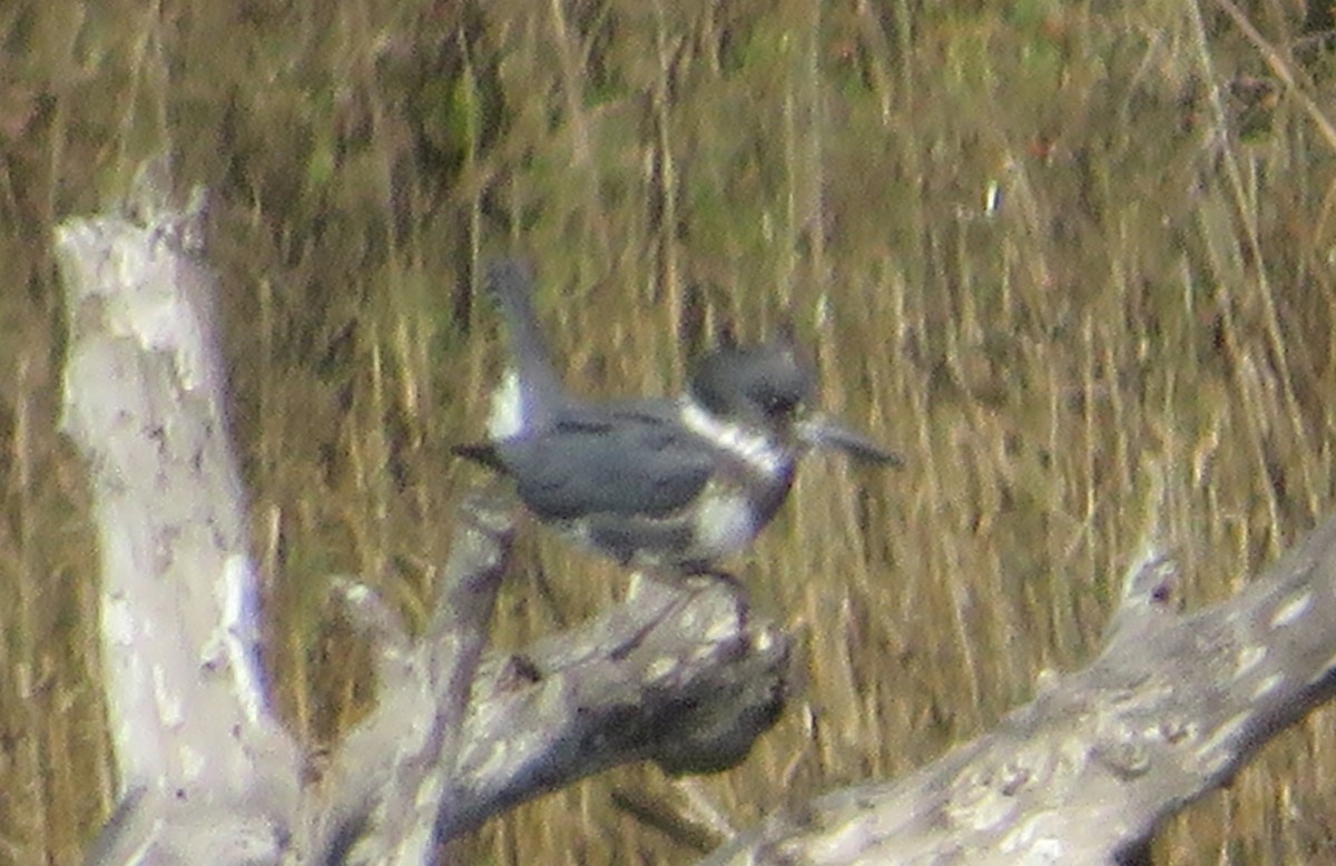 Опоясанный зимородок - ML651212833