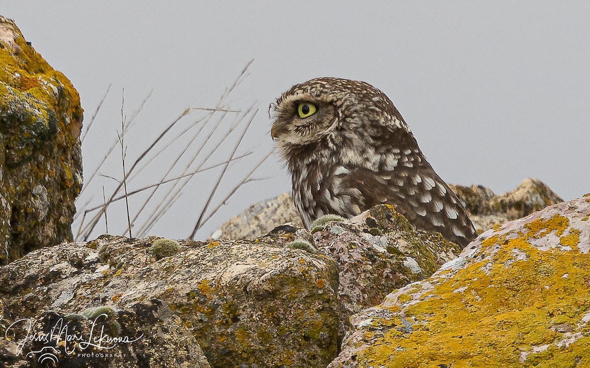 Little Owl - ML651212866