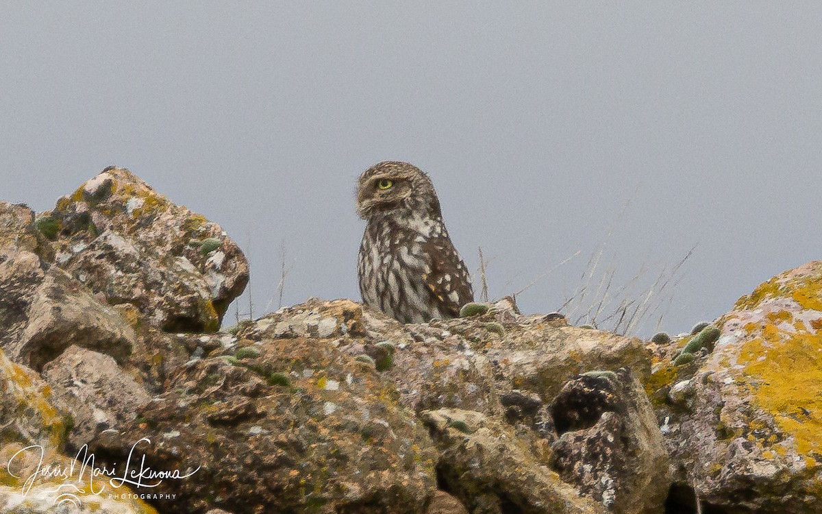 Little Owl - ML651212867