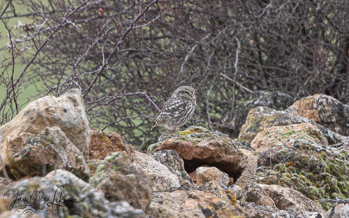 Little Owl - ML651212868