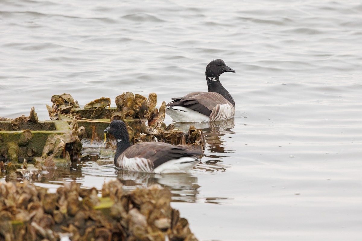 Bernache cravant - ML651213119