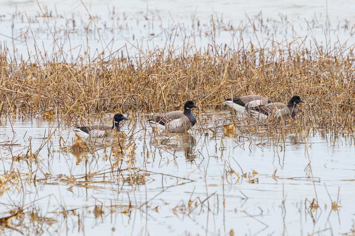 Bernache cravant - ML651213120