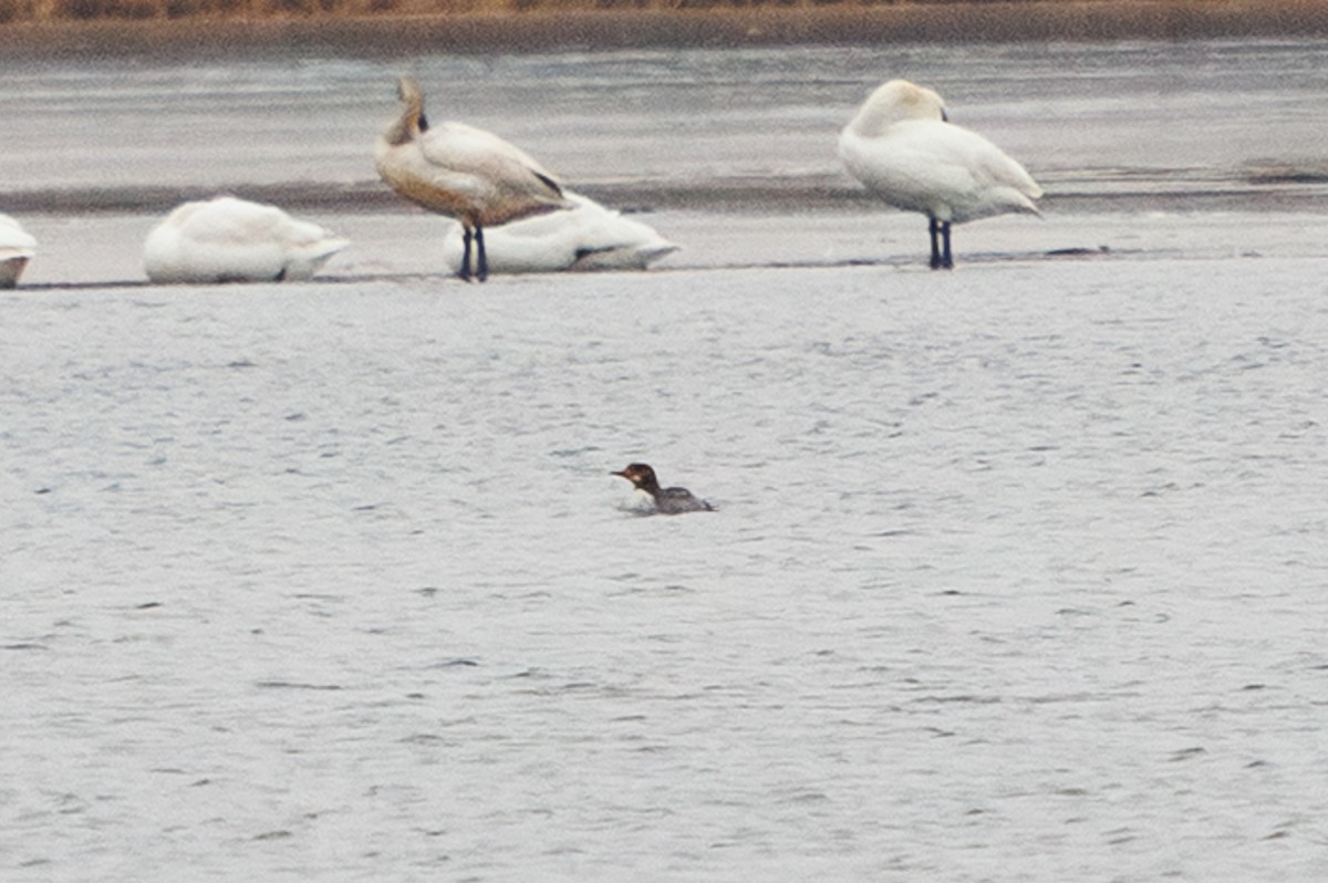 Gänsesäger - ML651213148