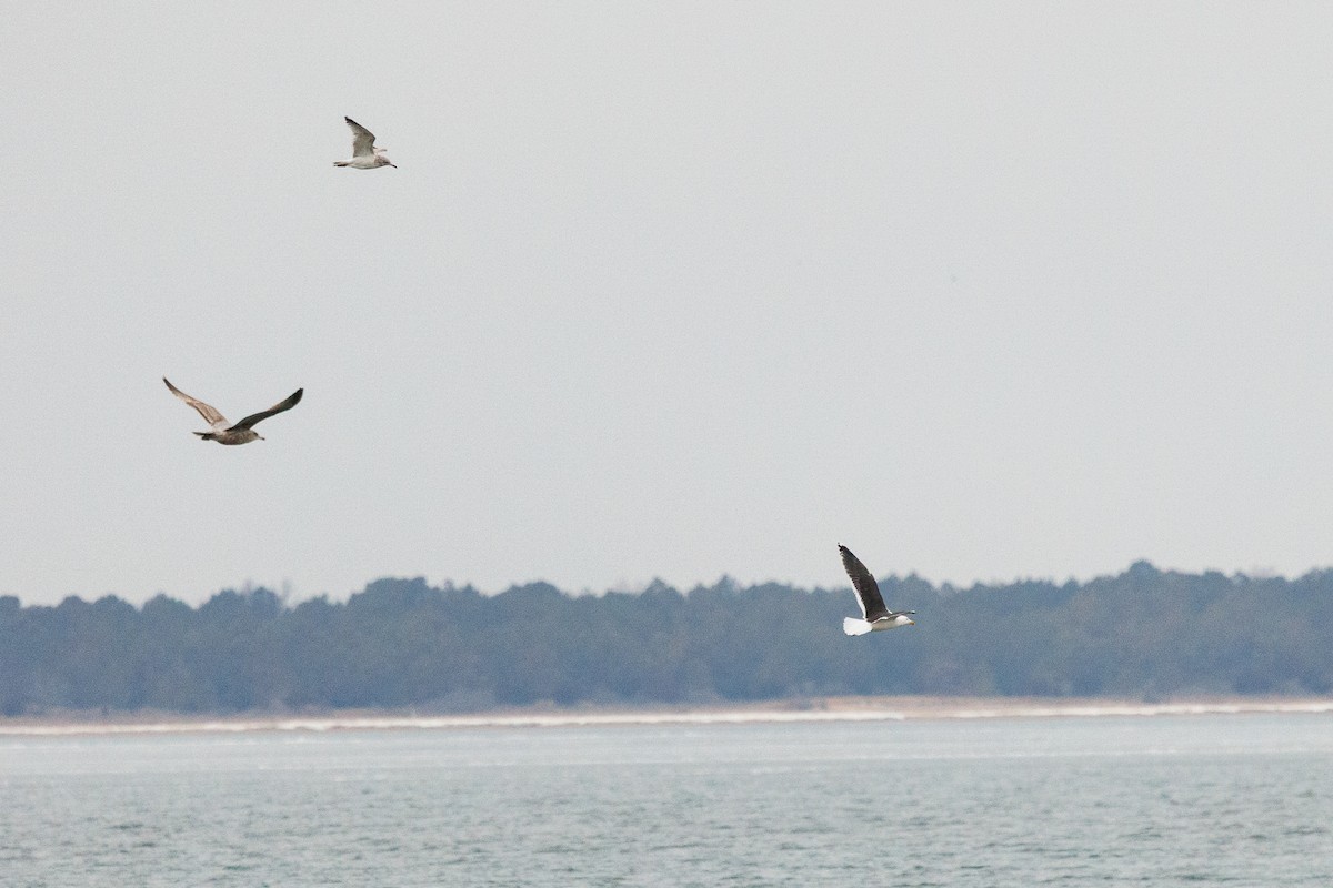 Mantelmöwe - ML651213184