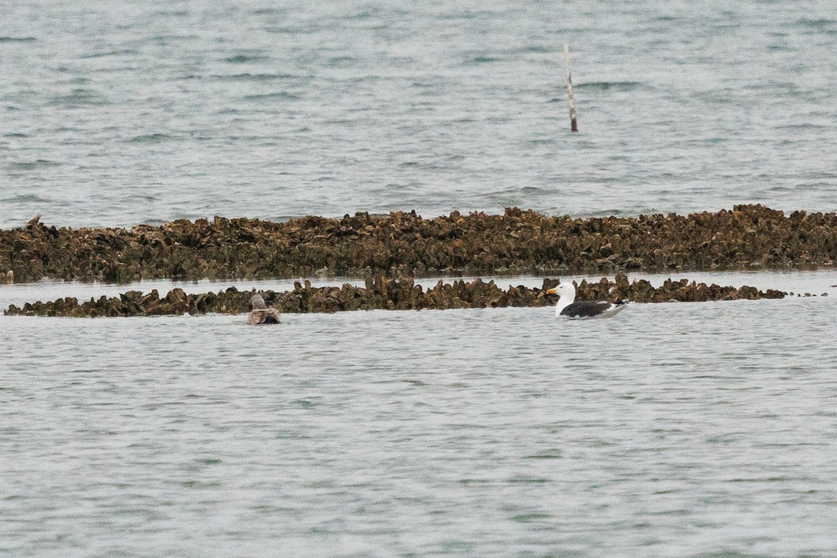 Mantelmöwe - ML651213185