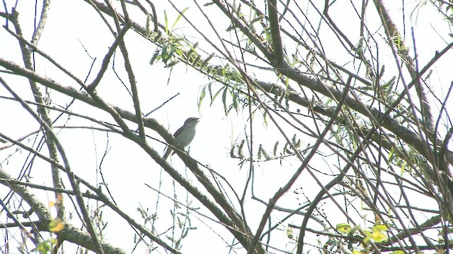 Garden Warbler - ML651213236