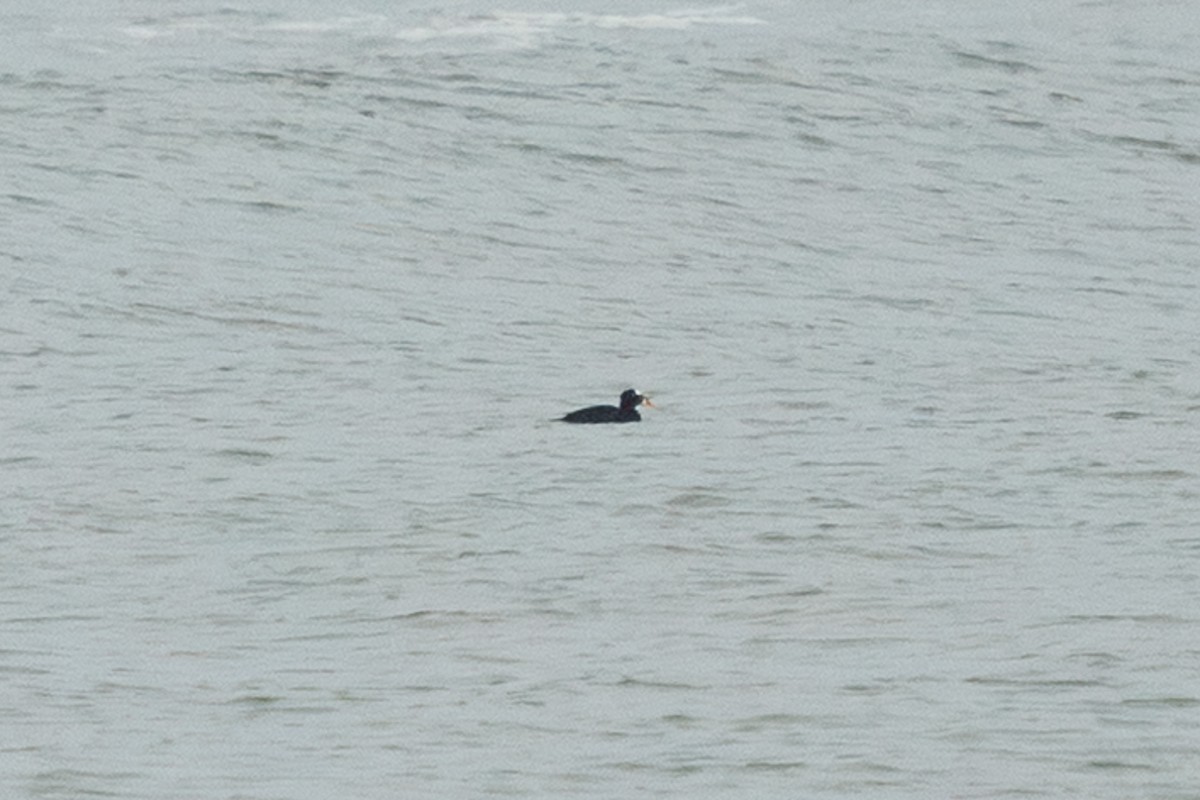 Brillenente - ML651213360