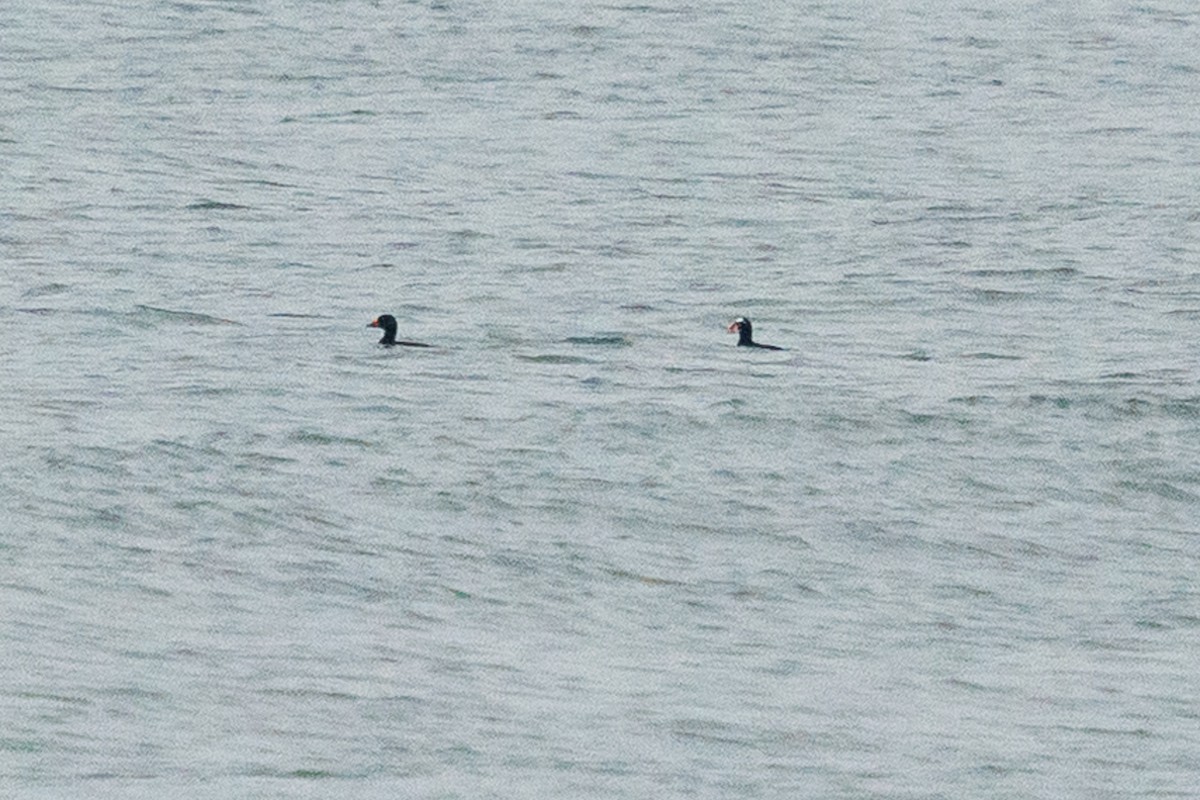 Pazifiktrauerente - ML651213396