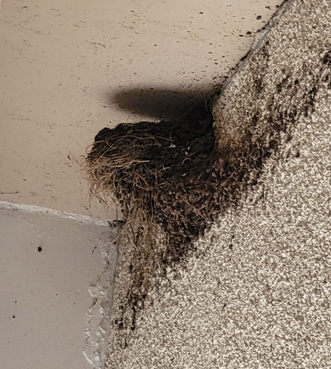 Black Phoebe - ML651213414