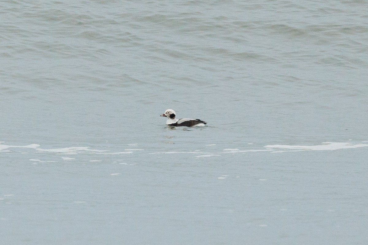 Eisente - ML651213517