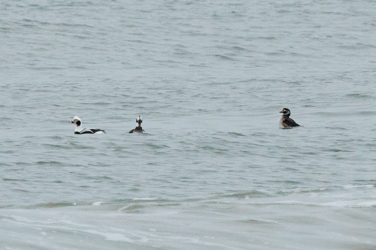 Eisente - ML651213518