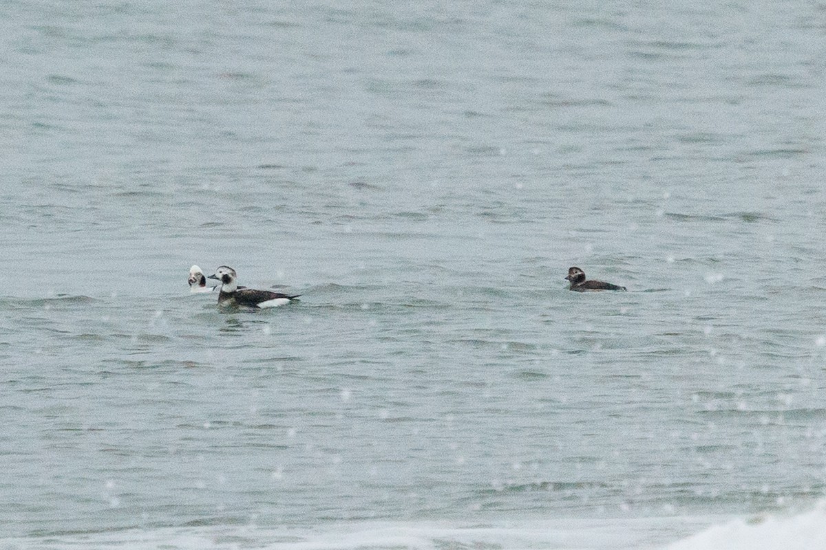 Eisente - ML651213519