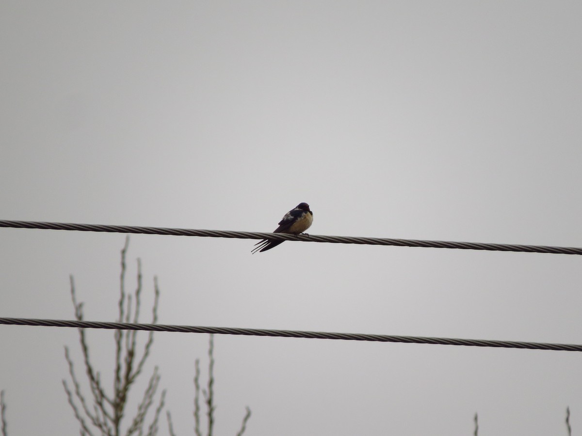 家燕 - ML651213548