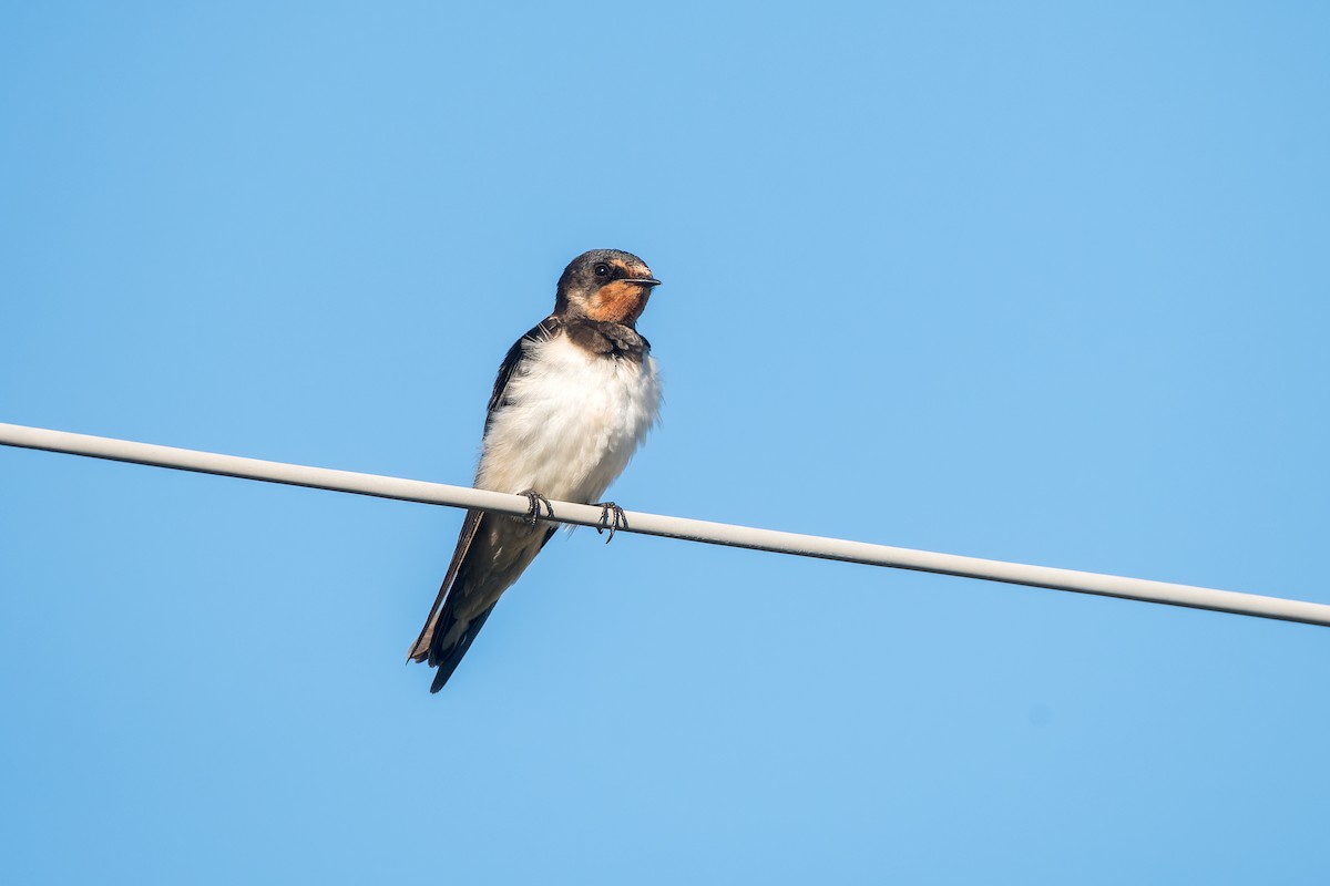 家燕(rustica) - ML651213753