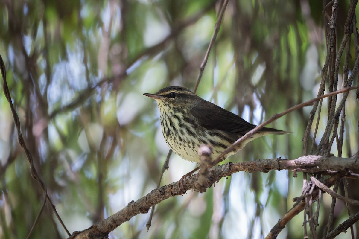Northern Waterthrush - ML651213789