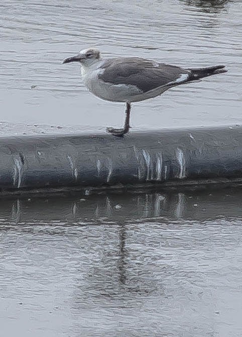 Laughing Gull - ML651213859