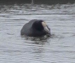 Hawaiian Coot - ML651213925