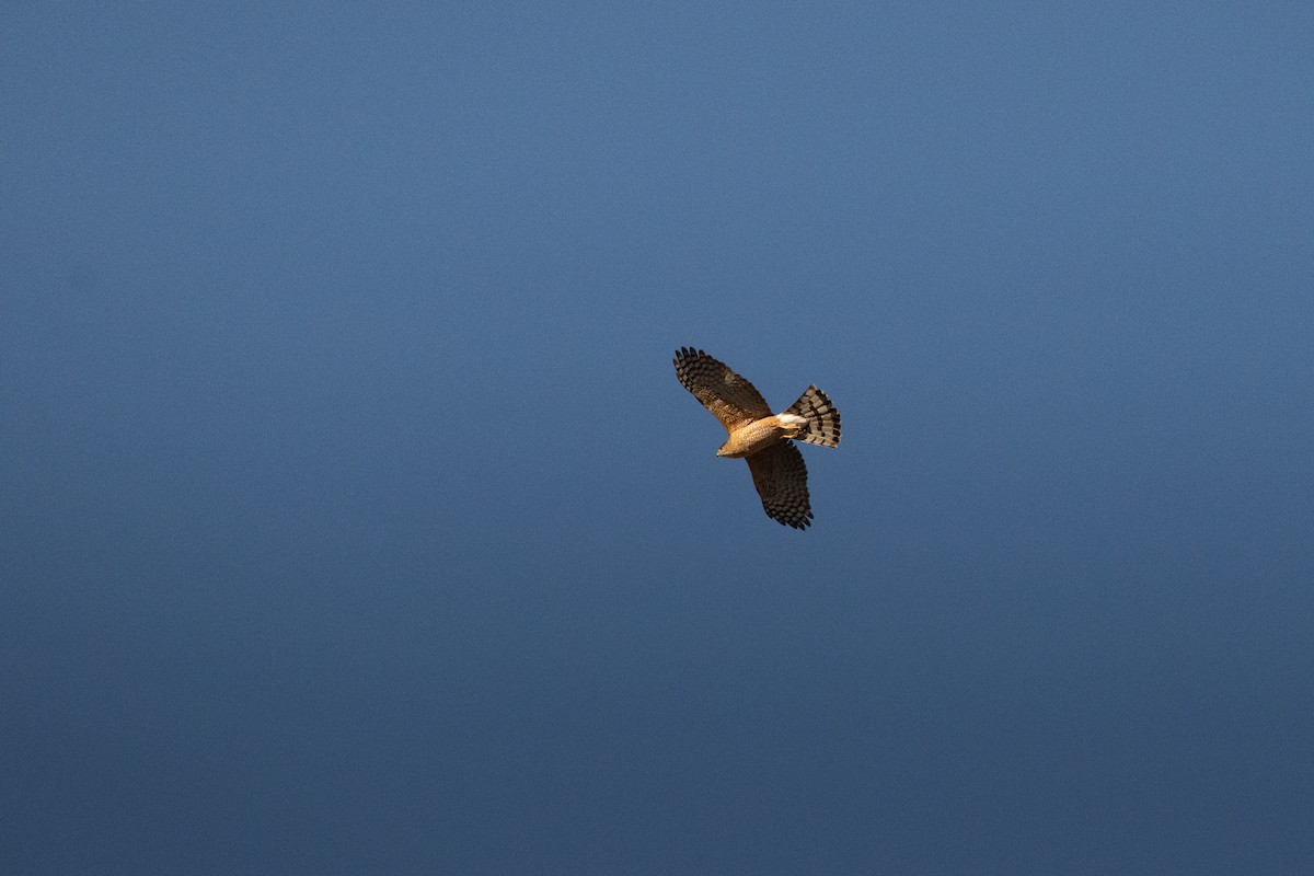 Cooper's Hawk - ML651213974