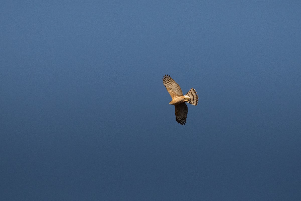 Cooper's Hawk - ML651213975