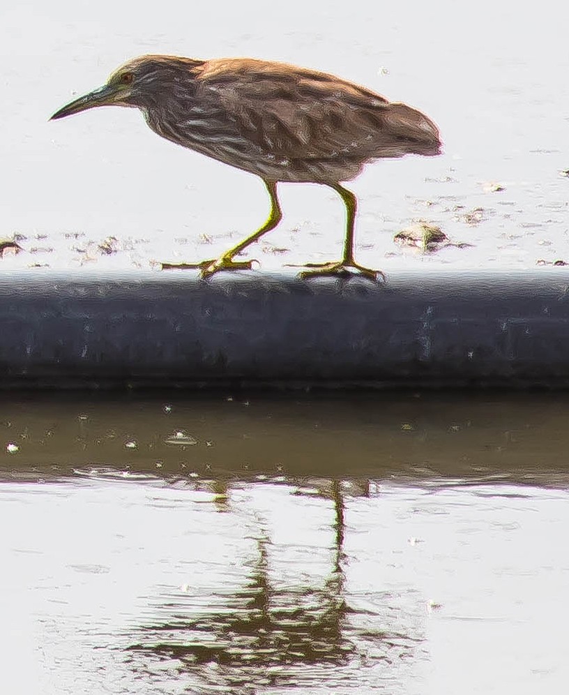 Black-crowned Night Heron - ML651214046