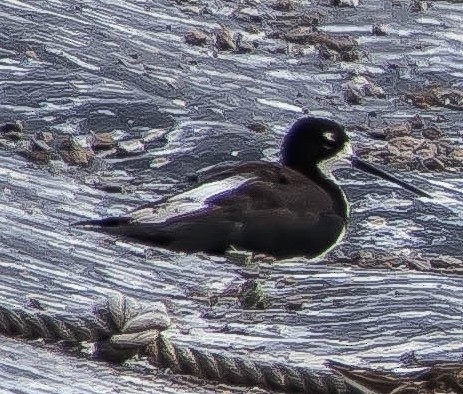 Black-necked Stilt - ML651214341