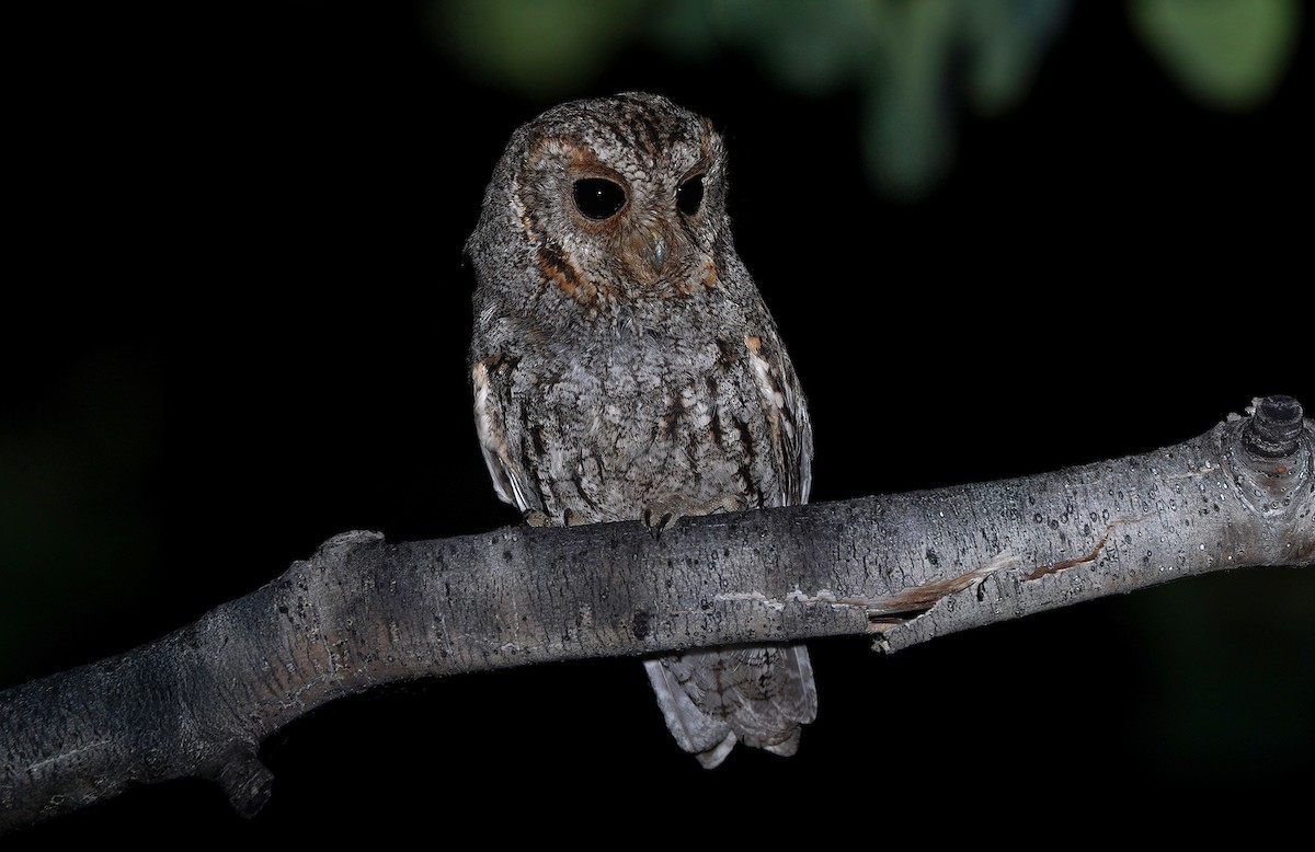 Flammulated Owl - ML651214394