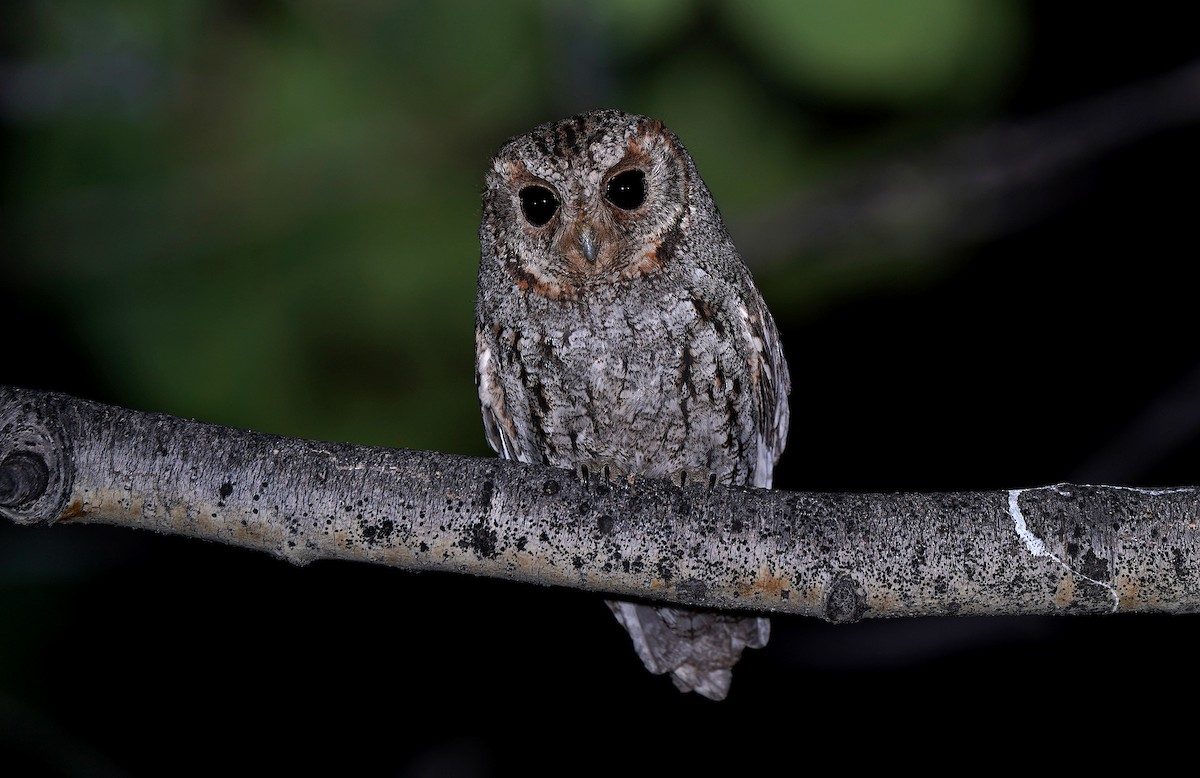 Flammulated Owl - ML651214395