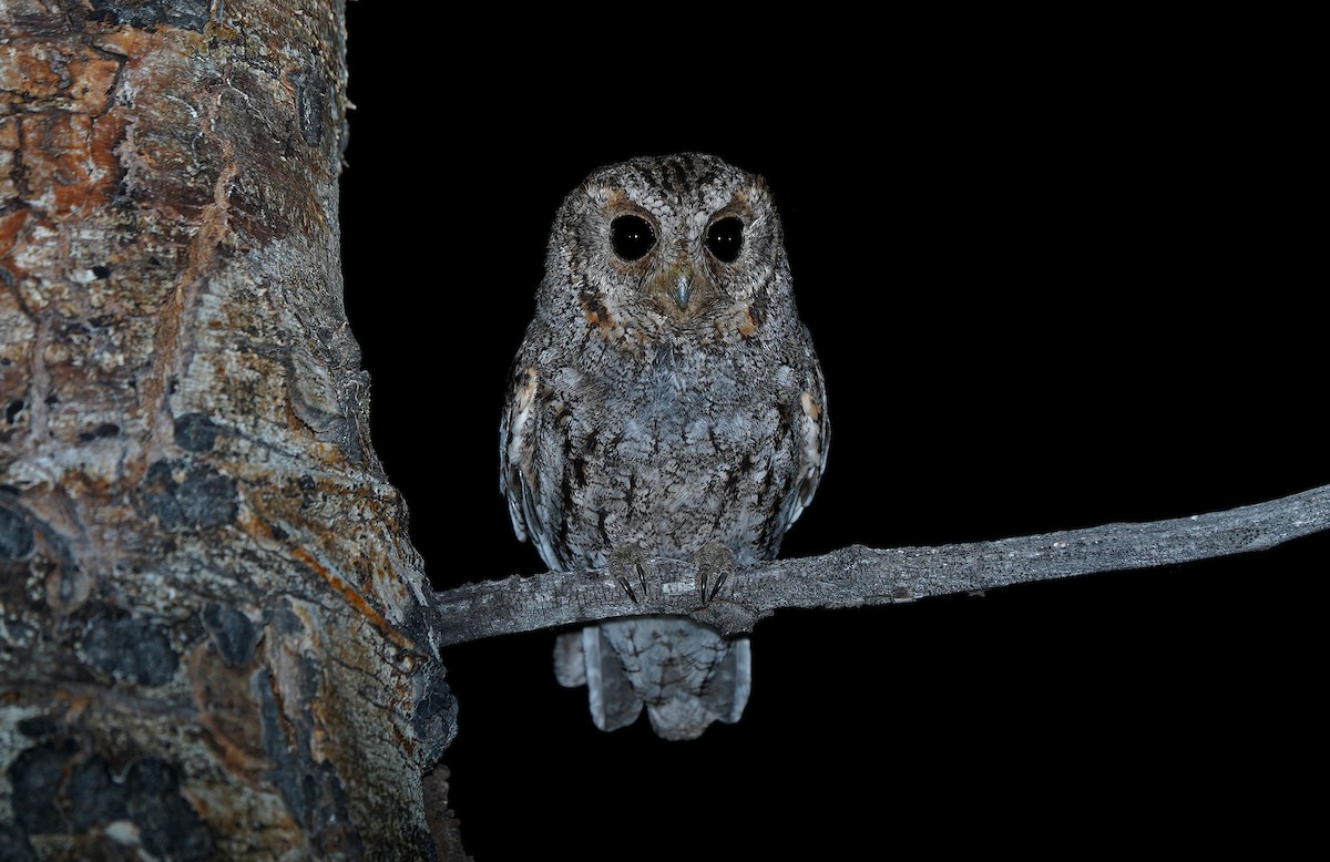 Flammulated Owl - ML651214396