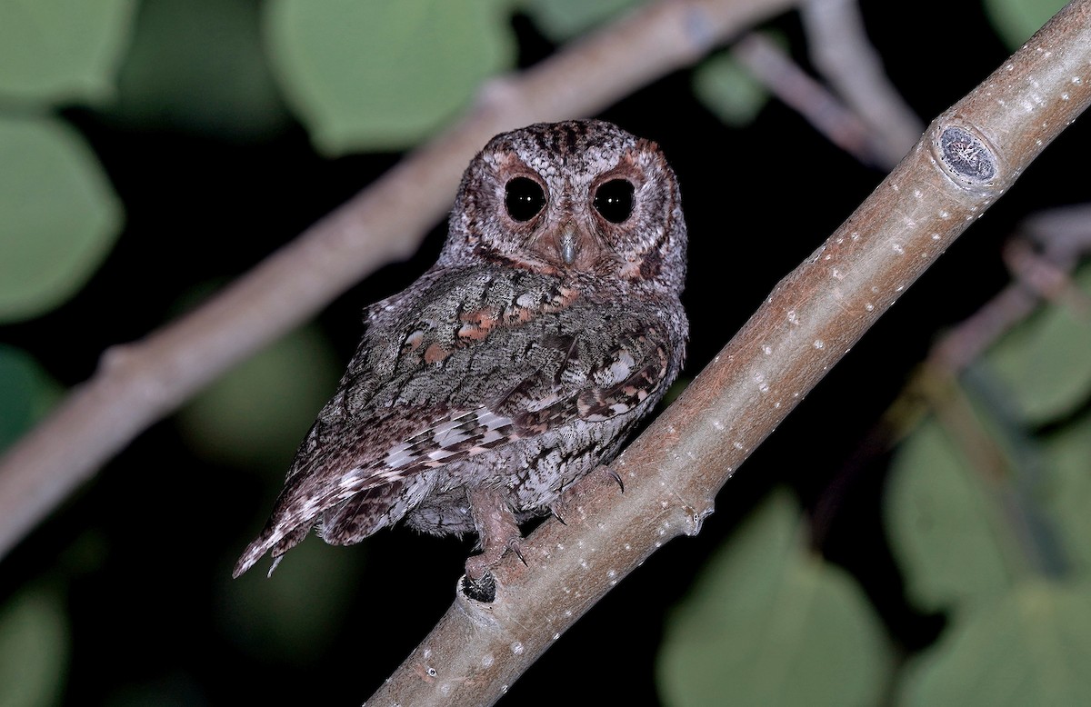 Flammulated Owl - ML651214399