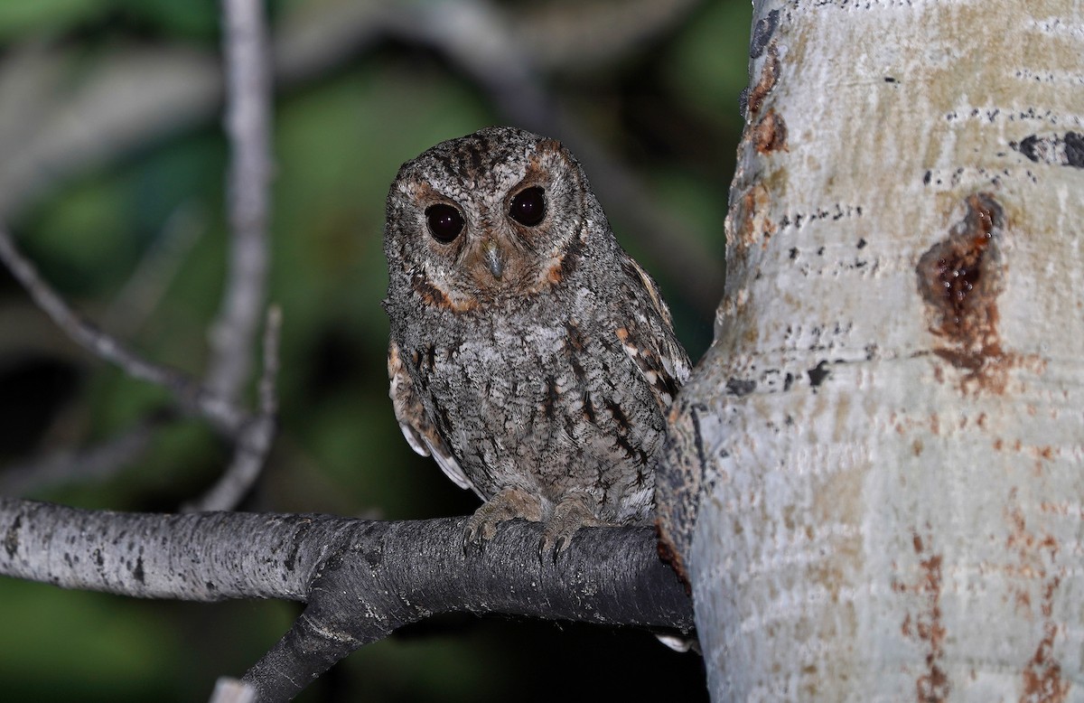 Flammulated Owl - ML651214401