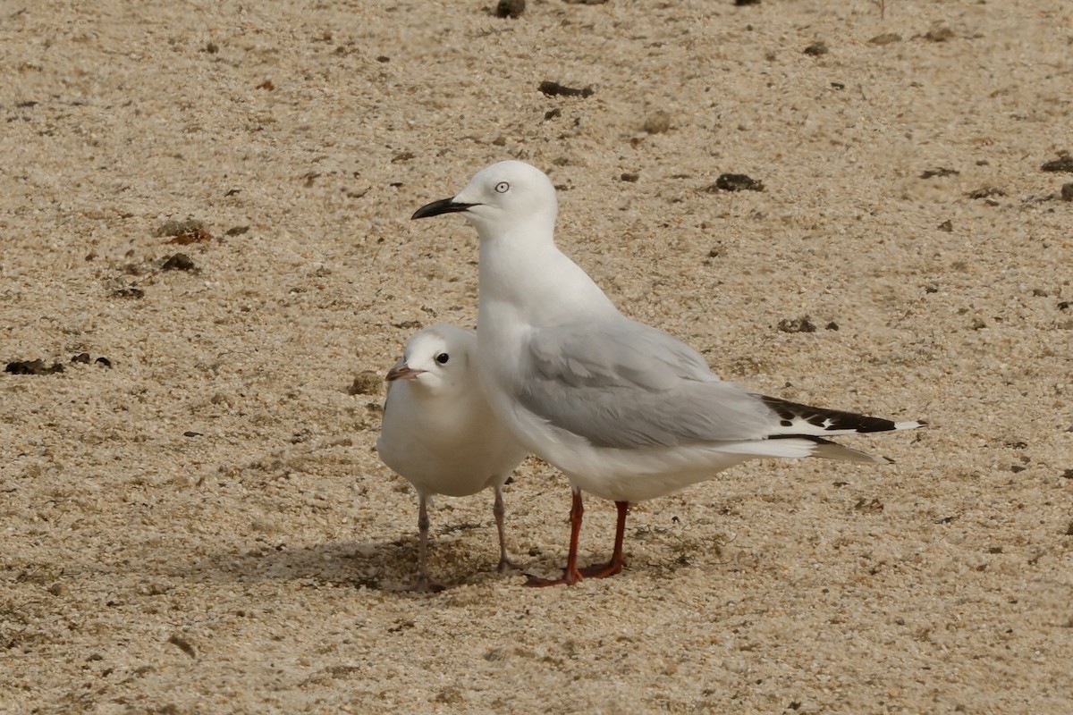 Gaviota Maorí - ML651214464