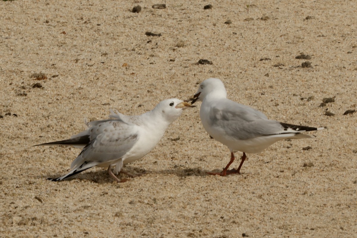 Gaviota Maorí - ML651214465
