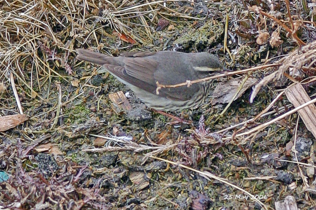 Northern Waterthrush - James Helmericks