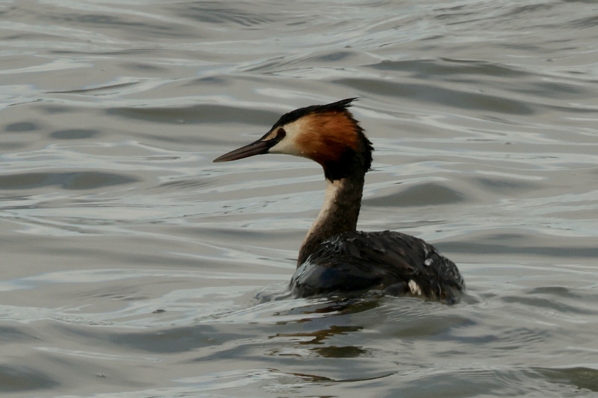 Somormujo Lavanco - ML651214510