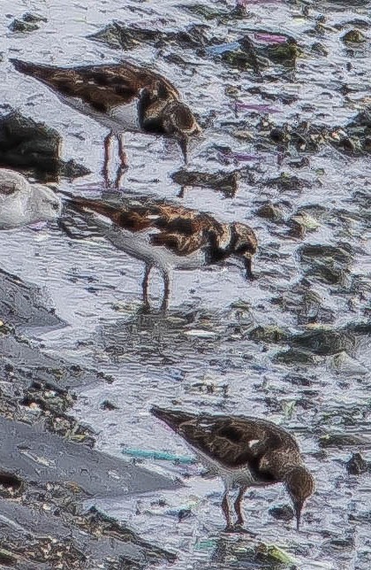 Ruddy Turnstone - ML651214527