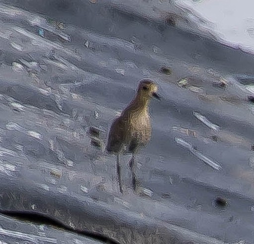 Pacific Golden-Plover - ML651214660