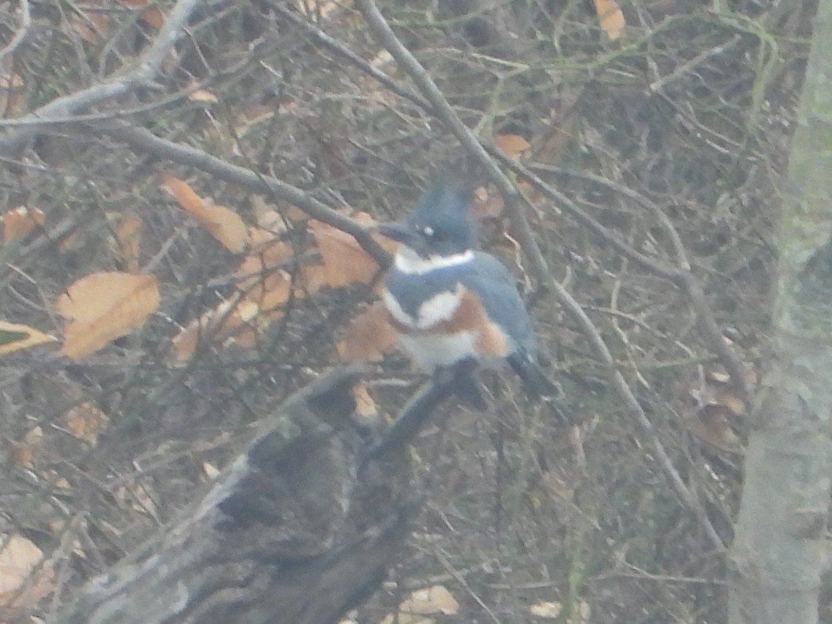 Опоясанный зимородок - ML651214820