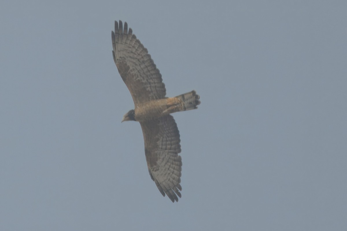 Хохлатый осоед - ML651214889