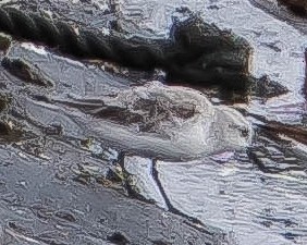 Sanderling - ML651214902