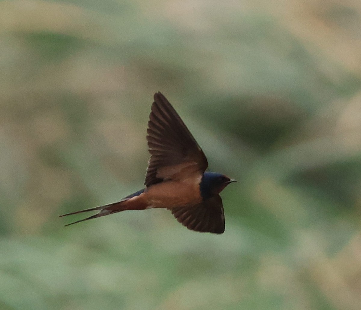 家燕 - ML651214961