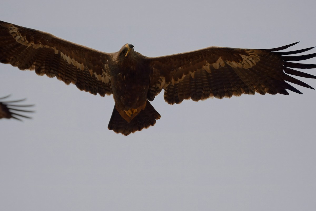 Степной орёл - ML651214992